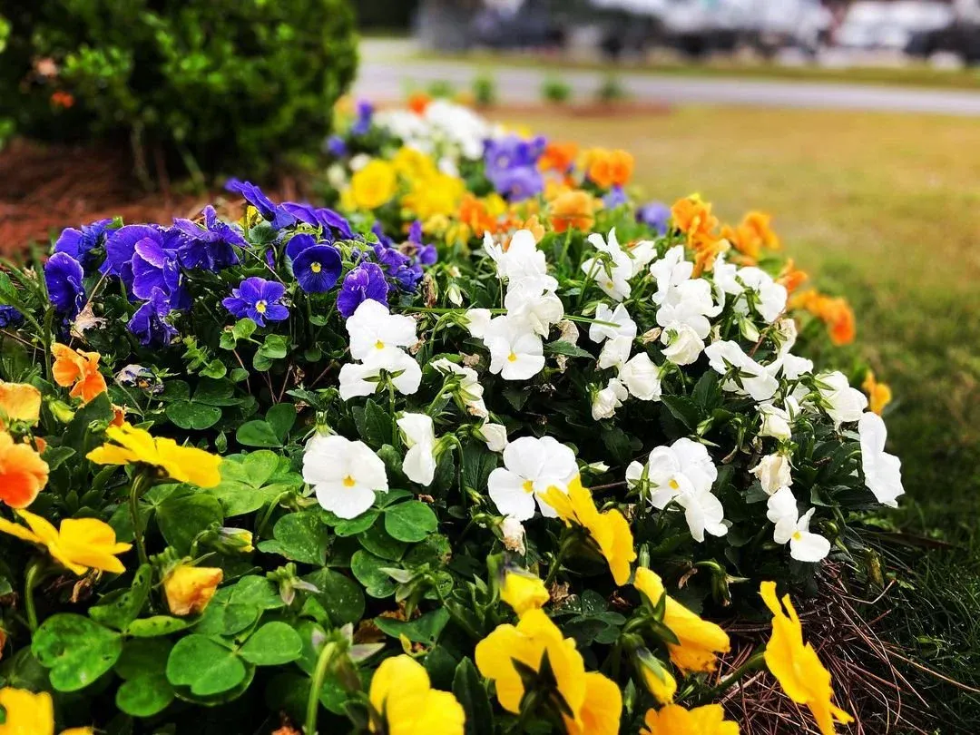 Beautifully maintained residential lawn and landscape